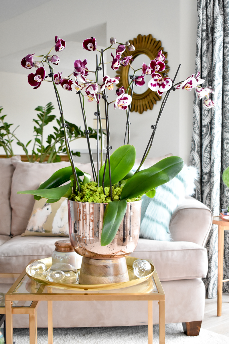 Orchid arrangement tutorial for a coffee table centerpiece.