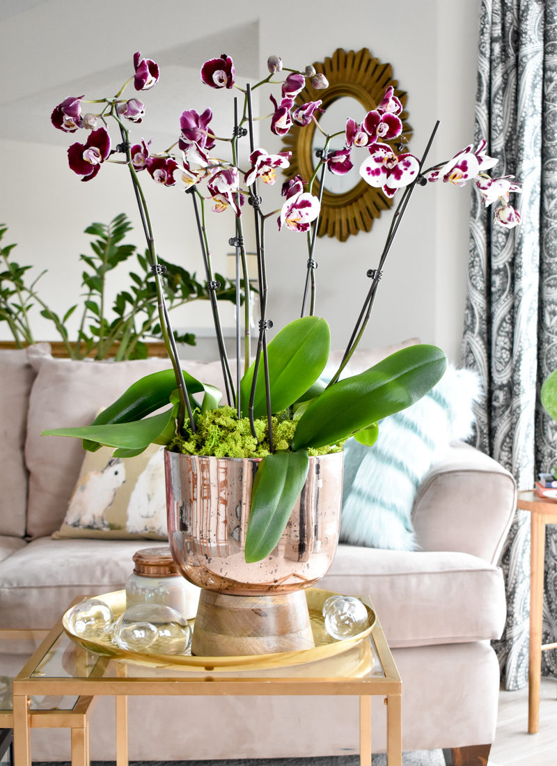 Orchid arrangement tutorial for a coffee table centerpiece.