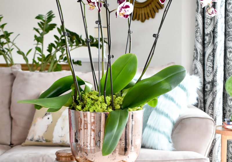 How to Create an Orchid Arrangement Tutorial