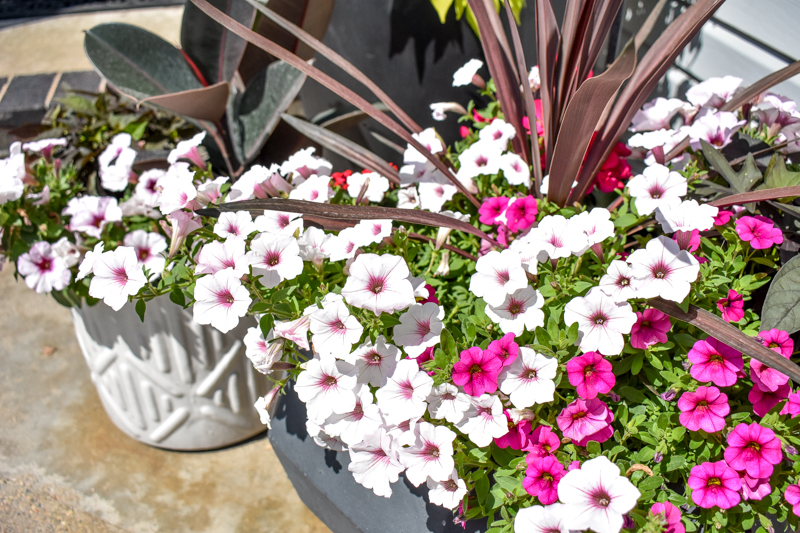 Front Flower Pots Tour: Fuchsia and White Color Scheme