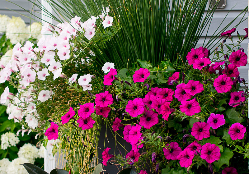 How to Create Fuchsia and White Flower Pots